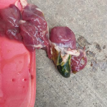 Şenpiliç Piliç Ciğer Yürek Ürününün İçinden Öd Çıktı