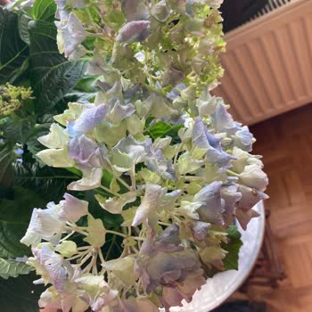 Ayıplı Çiçek Gönderimi Ve Çözümsüz Müşteri Hizmeti