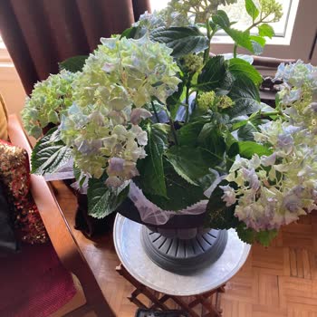 Ayıplı Çiçek Gönderimi Ve Çözümsüz Müşteri Hizmeti