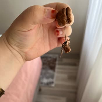 Ülker İkram Paketi Kurabiyesinde Yabancı Madde Ve Hijyen İhlali