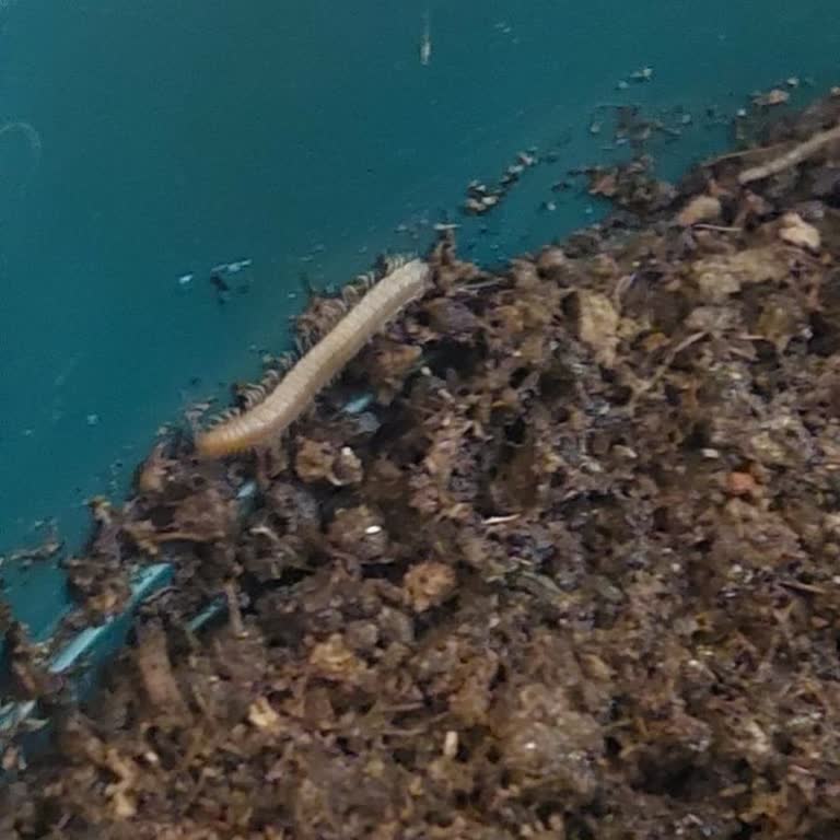 Benjamin Ağacında Yüzlerce Kırkayak Çıktı Ve Satıcı Kontrolü Yetersiz