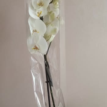 Yanlış Orkide Gönderimi, Cevapsız Destek Ve İade Talebi