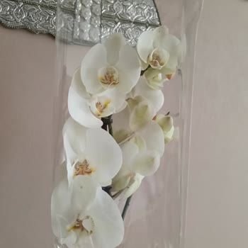 Yanlış Orkide Gönderimi, Cevapsız Destek Ve İade Talebi