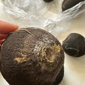 Küflü Siyah Turp Teslimatı Ve Cevapsız Canlı Destek