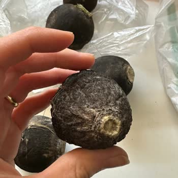 Küflü Siyah Turp Teslimatı Ve Cevapsız Canlı Destek