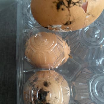 Organik Yumurtalarda Hijyen Sorunu Ve Çatlaklar