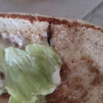 Böcekli Popeyes Menüsü İçin Tam İade Ve Ciddi Uyarı Talebi