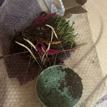 Taze Çiçek Uygulamasında Yanlış Adrese Gönderim Ve Donmuş Çiçekler