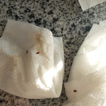 Baza Başlığındaki Tahta Kuruları: Sağlık Sorunu Ve Ücret İadesi Talebi