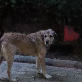 Armutlu Belediyesi Yaşadığımız Bir Saldırı Nedeniyle Ailece Büyük Bir Travma Yaşadık