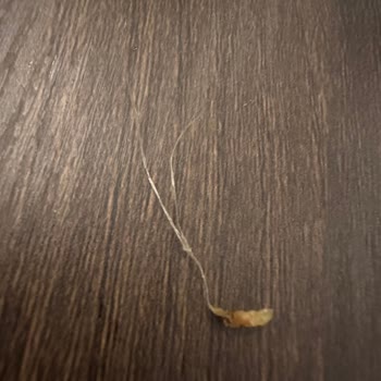 Ruffles Chips Paketi İçinde Yabancı Madde Tespit Edildi