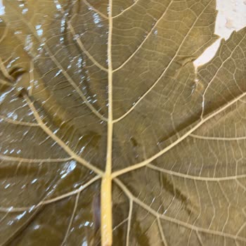 Reklamda Gösterilen İncecik Yapraklar İle Gerçek Ürün Arasındaki Tutarsızlık