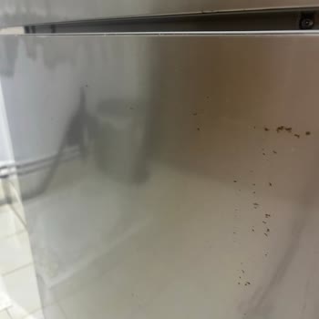 Buzdolabı Kapaklarındaki Kalıcı Küf Ve Sağlık Endişesi