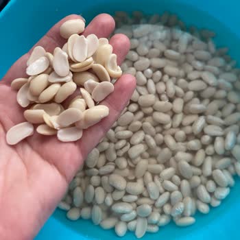 Hasata Kuru Fasulyelerinde Kalite Sorunu Ve Kıvam Bozulması