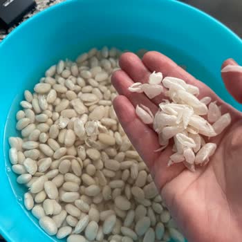 Hasata Kuru Fasulyelerinde Kalite Sorunu Ve Kıvam Bozulması