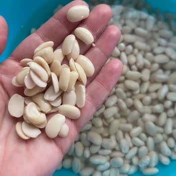 Hasata Kuru Fasulyelerinde Kalite Sorunu Ve Kıvam Bozulması