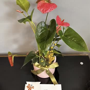 Yanıltıcı Ürün Görseli Ve Otomatik Onay Sonrası Müşteri Hizmetine Ulaşamama