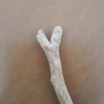 Getir Üzerinden Aldığım Leblebide Odunsu Cisim Sağlık Tehlikesi Yaratıyor