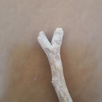 Getir Üzerinden Aldığım Leblebide Odunsu Cisim Sağlık Tehlikesi Yaratıyor