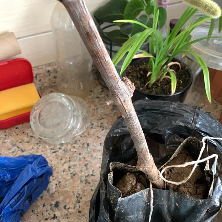 Yanıltıcı Reklamla Gelen Kuru Çubuk Ve Cevapsız İade Süreci