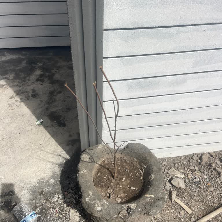 Flora Dünyam Ölü Ve Kuru Ürün Gönderimi