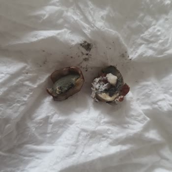 Küflü Çiğ Fındık Parçası Çocuğumu Endişelendirdi Ve Açıklama Talep Ediyorum