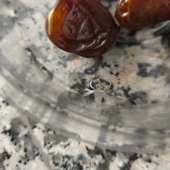 Ravza Hurma Hem Hijyen Hem De Sağlık Açısından Beni Ciddi Anlamda Endişelendirdi