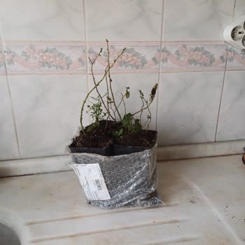 Alz Garden’da Yaban Mersini Ürünleri Yanıltıcı, Paketleme Kötü Ve İletişim Yok