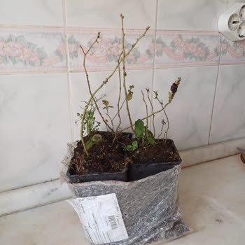 Alz Garden’da Yaban Mersini Ürünleri Yanıltıcı, Paketleme Kötü Ve İletişim Yok