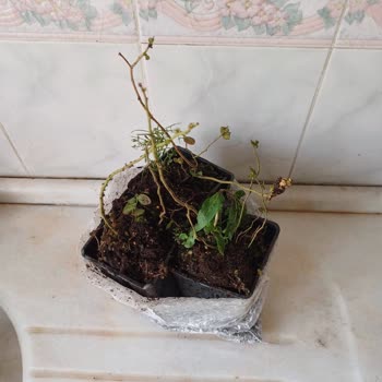 Alz Garden’da Yaban Mersini Ürünleri Yanıltıcı, Paketleme Kötü Ve İletişim Yok