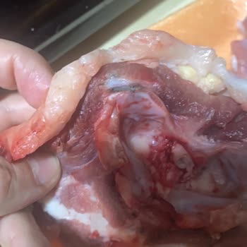 Küflü Et Teslimatı Çocuğuma Sağlık Riski Ve Güven Kaybı