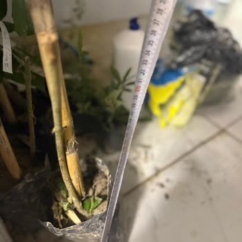 Mutbirlik’ten Aldığım Fide Ve Pavlonya Boyları İlan Edilen Ölçülerle Uyuşmadı