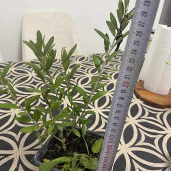 Mutbirlik’ten Aldığım Fide Ve Pavlonya Boyları İlan Edilen Ölçülerle Uyuşmadı