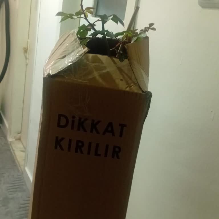 İlan Görseline Uymayan Zayıf Sarı Baston Gül İçin Değişim Talebi