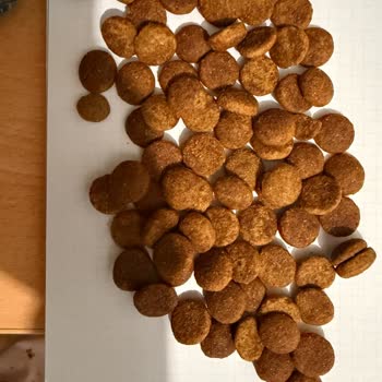 Sahte Hill’s Köpek Maması Satışı Ve Köpekte Kusma Ve Kaşıntı Şikayetleri