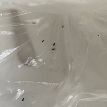 Migros Un Paketinde Böcek Ve Larva: Hijyen Sorunu