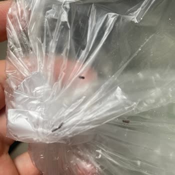 Migros Un Paketinde Böcek Ve Larva: Hijyen Sorunu