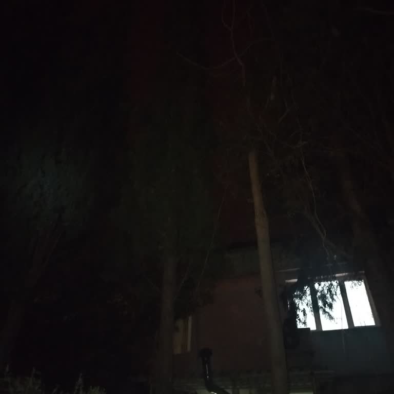 Kedim Çam Ağacında Kaldı, İtfaiye Ve Belediyeden Yardım Etmiyor