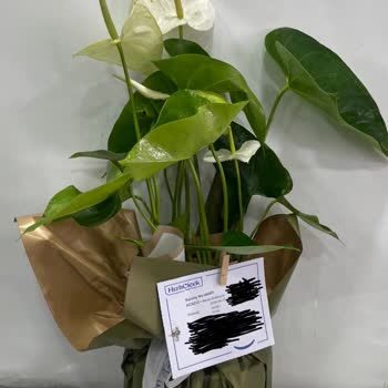 Sipariş Edilen Çiçek Görseliyle Uyuşmuyor, Teslimat Saati Gecikti