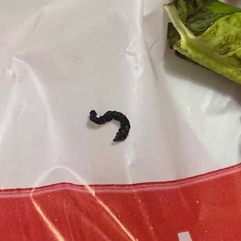 Komagene Çelebi Şubesinde Çiğköfte Siparişinde Böcek Ve Kurtçuk Tespiti