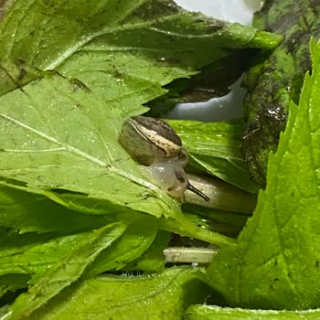 Komagene Çelebi Şubesinde Çiğköfte Siparişinde Böcek Ve Kurtçuk Tespiti