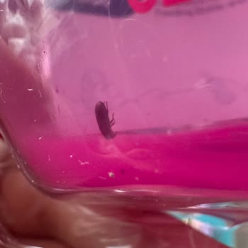 Kapalı Pakette Böcek Çıktı, Bebek Ürünün Hijyeninde Ciddi İhmal