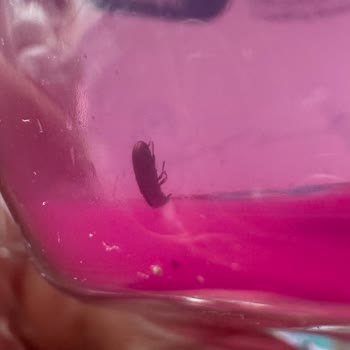 Kapalı Pakette Böcek Çıktı, Bebek Ürünün Hijyeninde Ciddi İhmal