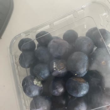 Şok Marketten Gelen Küflü Yabanmersini İçin İade Reddi Ve Özür Eksikliği