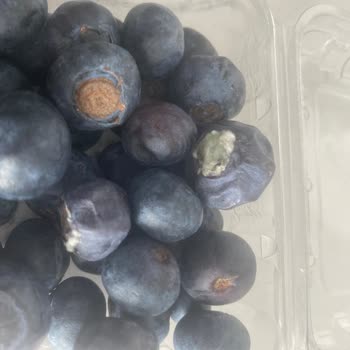 Şok Marketten Gelen Küflü Yabanmersini İçin İade Reddi Ve Özür Eksikliği