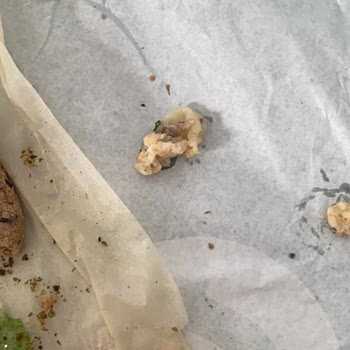 Subway Tavuk Teriyaki İçinde Kemik Bulunması Ve Ürün Kalitesi Şikayeti