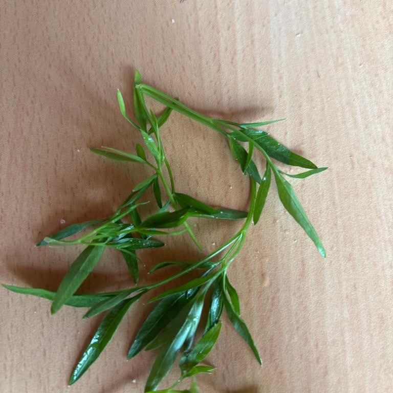 Migros’tan Alınan Maydanozda Yabani Ot Sorunu Sağlık Endişesi Yaratıyor