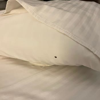 Ramada Wyndham İskenderun’da Tahta Kurusu Ve Hijyen İhmaline Şikayet