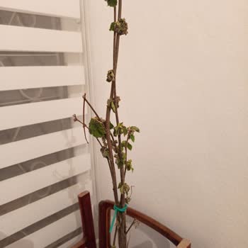 Hepsiburada Olumsuz Yorumum Engellendi, Satıcı Yanıltıcı Ve Kuru Fidan Gönderdi