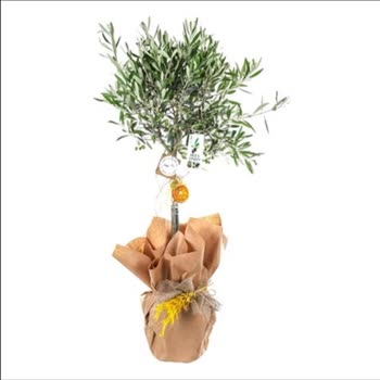 Zeytin Ağacı Siparişinde Boyut Ve Görsel Uyuşmazlığı